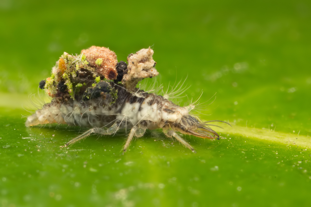 Lacewing Larva